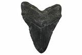 Fossil Megalodon Tooth - South Carolina #375814-2